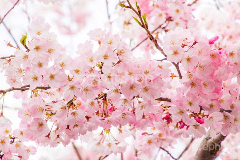 桜の花びら,さくら,桜,花,フラワー,春,spring,flower,花びら,花弁,満開,咲く,ピンク,神代曙,blossom,japan
