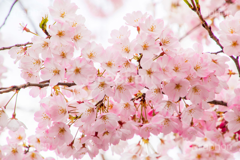 桜の花びら グラフォン無料素材