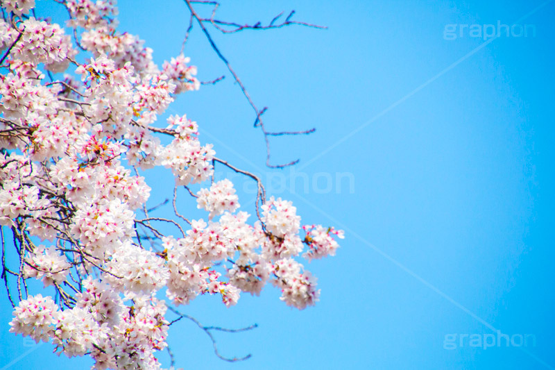 桜と青空,さくら,桜,春,フラワー,青空,花見,満開,空,blossom,japan,spring,flower