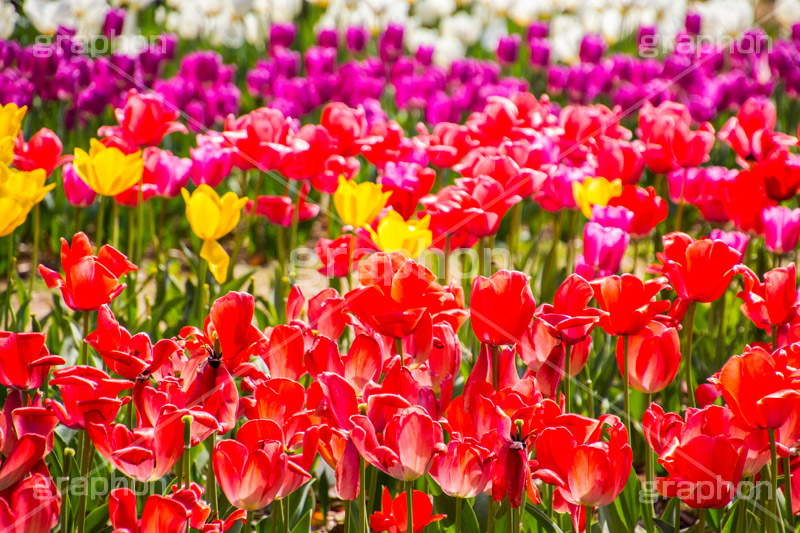 チューリップ畑,チューリップ,ちゅーりっぷ,花,お花,フラワー,はな,花畑,キレイ,きれい,綺麗,満開,咲,咲いた,さいた,春,花壇,tulip,spring,flower