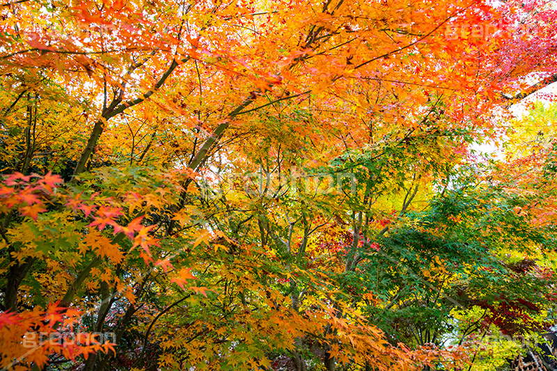 赤、黄、緑が綺麗なもみじ,グラデーション,もみじ,真っ赤,色づく,紅葉,自然,植物,木々,秋,赤,季語,草木,japan,autumn,gradation,フルサイズ撮影