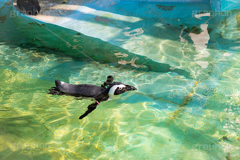 泳ぐペンギン,ペンギン,泳ぐ,海鳥,南半球,鳥,人鳥,アニマル,動物園,animal,penguin,フルサイズ撮影