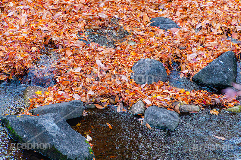 川に落ち葉,川,川の流れ,落ち葉,落葉,枯れ葉,枯葉,葉っぱ,葉,はっぱ,枯れる,自然,植物,秋,紅葉,モミジ,もみじ,かえで,楓