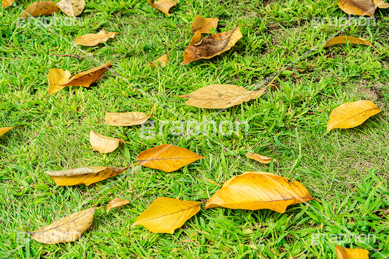 秋の気配,落葉,落ち葉,黄葉,秋,色づく,枯葉,枯れ,葉,葉っぱ,autumn