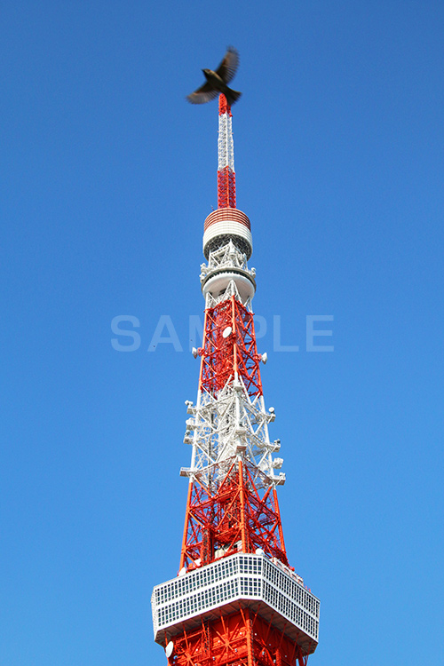 東京タワー,タワー,総合電波塔,電波,塔,日本電波塔,333m,とうきょうタワー,Tokyo Tower,港区,東京のシンボル,観光名所,鳥,japan