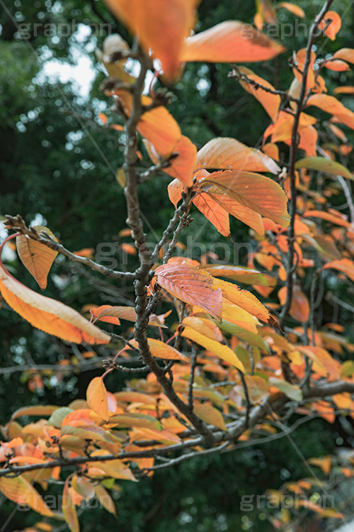 秋の気配,秋,紅葉,葉,葉っぱ,雰囲気,哀愁,autumn,leaf,フルサイズ撮影
