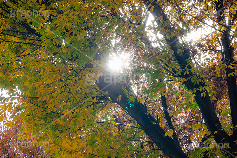 秋の気配,秋,紅葉,葉,葉っぱ,逆光,太陽,木漏れ日,雰囲気,哀愁,autumn,leaf,フルサイズ撮影