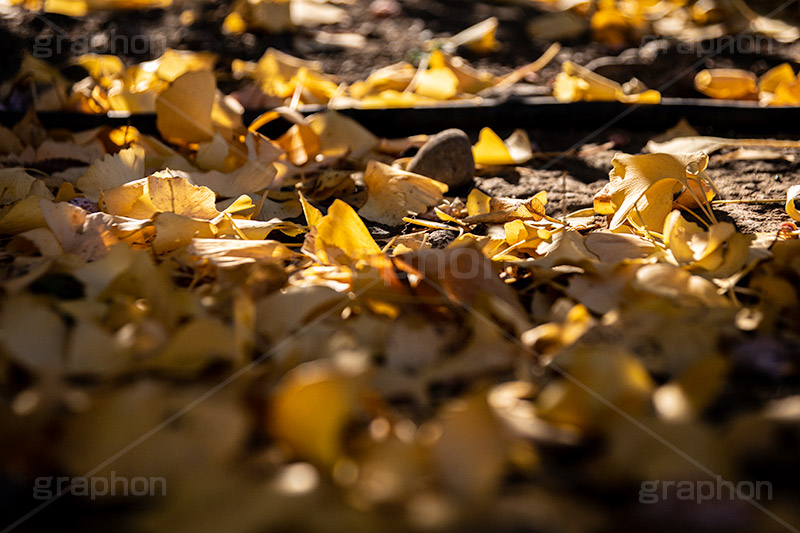 地面に落ちたイチョウの葉,落ち葉,落ちる,落葉,葉,枯れ葉,枯葉,いちょう,イチョウ,銀杏,地面,秋,紅葉,autumn,フルサイズ撮影