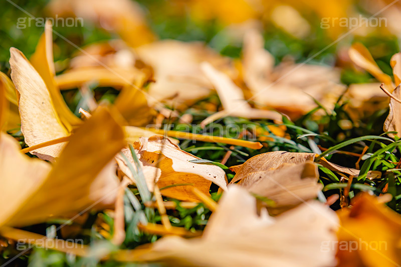 地面に落ちたイチョウの葉,落ち葉,落ちる,落葉,葉,枯れ葉,枯葉,いちょう,イチョウ,銀杏,地面,秋,紅葉,草,autumn,フルサイズ撮影