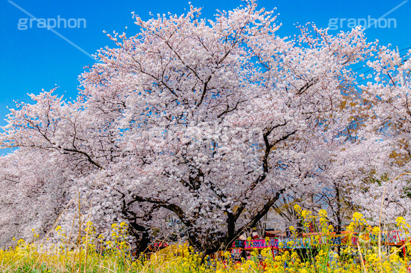 桜と菜の花 グラフォン無料素材