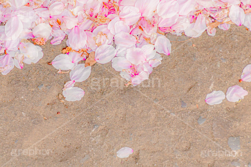 桜の花びら グラフォン無料素材