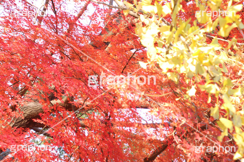 紅葉狩り,紅葉,こうよう,もみじ,モミジ,黄葉,落葉広葉樹,カエデ科,秋,季語,色づく,キレイ,きれい,綺麗,照紅葉,照葉,japan,autumn