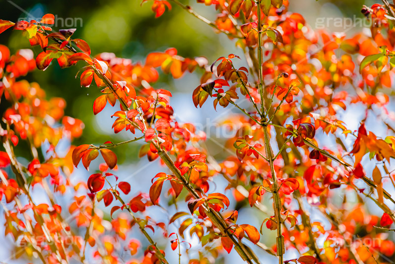 秋の気配,秋,紅葉,葉,葉っぱ,哀愁,autumn,leaf,フルサイズ撮影