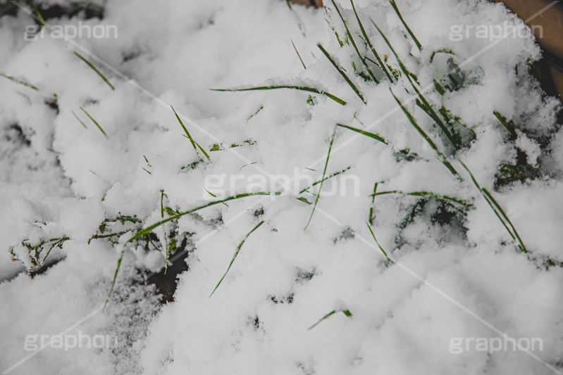 雑草に積もる雪,草木に積もる雪,雑草,草木,雪,ゆき,積,冬,降る,積雪,snow,winter,フルサイズ撮影