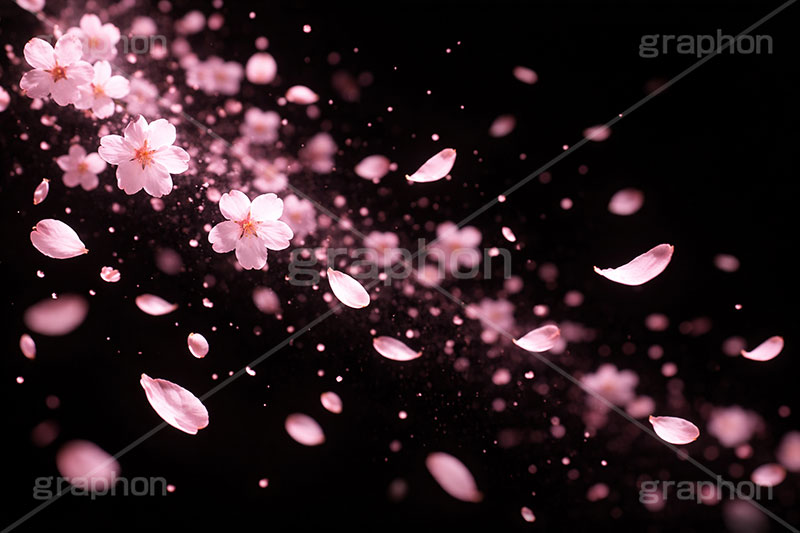 光る花吹雪,花吹雪,桜,さくら,サクラ,はなびら,花弁,花びら,光る,エフェクト,テクスチャ,テクスチャー,舞う,夜桜,花見,散る,光彩,effect,texture,blossoms,AI生成素材