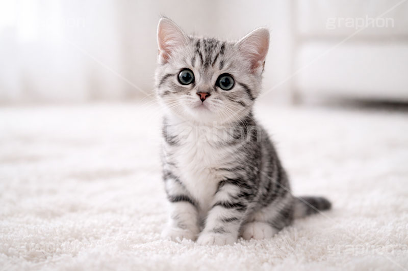 アメリカンショートヘアの子猫,ねこ,ネコ,猫,子猫,キャット,アメリカンショートヘア,アメショ,かわいい,カワイイ,可愛い,キュート,ペット,動物,cute,pet,cat,AI生成素材