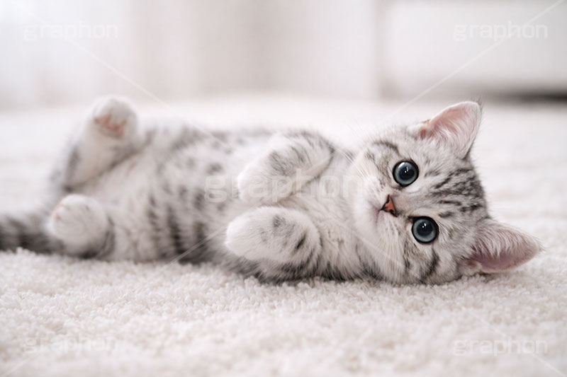 アメリカンショートヘアの子猫,寝転び,休憩,昼寝,ゴロゴロ,ごろごろ,ねこ,ネコ,猫,子猫,キャット,アメリカンショートヘア,アメショ,かわいい,カワイイ,可愛い,キュート,ペット,動物,cute,pet,cat,AI生成素材