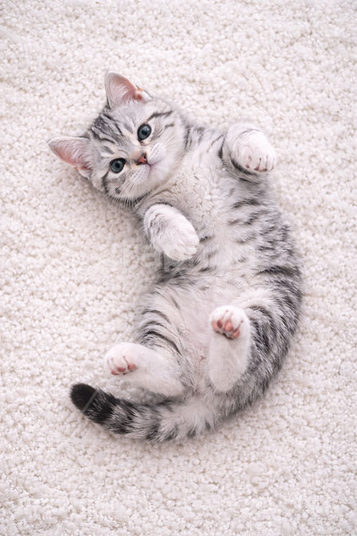 アメリカンショートヘアの子猫,寝転び,休憩,昼寝,ゴロゴロ,ごろごろ,ねこ,ネコ,猫,子猫,キャット,アメリカンショートヘア,アメショ,かわいい,カワイイ,可愛い,キュート,ペット,動物,cute,pet,cat,AI生成素材