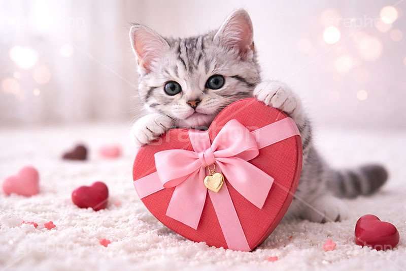 プレゼント,ハート,リボン,贈り物,愛,恋,バレンタインデー,バレンタイン,アメリカンショートヘアの子猫,ねこ,ネコ,猫,子猫,キャット,アメリカンショートヘア,アメショ,かわいい,カワイイ,可愛い,キュート,ペット,動物,cute,pet,cat,valentine,present,heart,AI生成素材