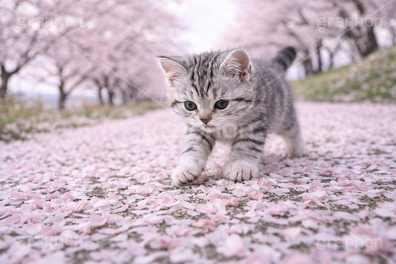 桜のじゅうたん,桜,さくら,サクラ,春,花見,花弁,花びら,散る,桜の花びら,公園,散歩,アメリカンショートヘアの子猫,ねこ,ネコ,猫,子猫,キャット,アメリカンショートヘア,アメショ,かわいい,カワイイ,可愛い,キュート,ペット,動物,cute,pet,cat,spring,blossom,AI生成素材