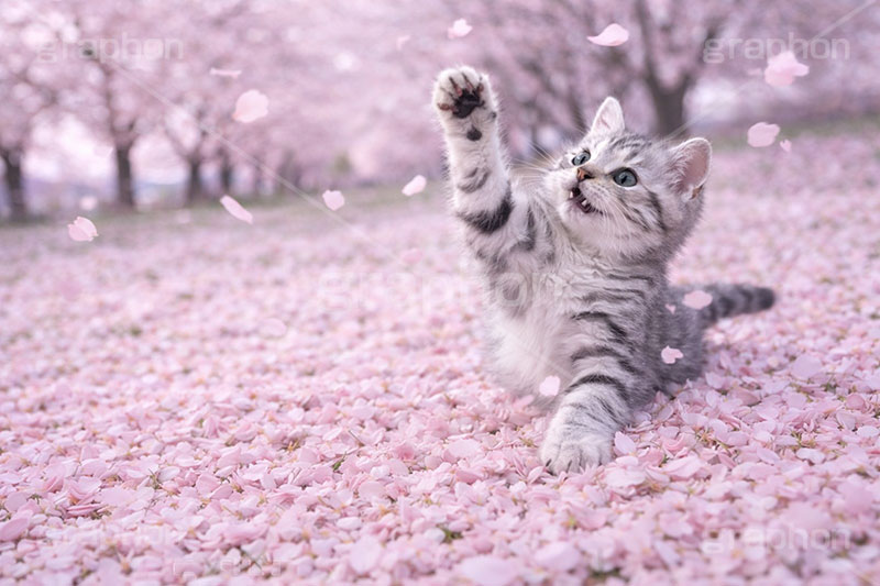 桜のじゅうたん,桜吹雪,桜,さくら,サクラ,春,花見,花弁,花びら,散る,桜の花びら,公園,散歩,猫パンチ,にゃー,ニャー,はしゃぐ,アメリカンショートヘアの子猫,ねこ,ネコ,猫,子猫,キャット,アメリカンショートヘア,アメショ,かわいい,カワイイ,可愛い,キュート,ペット,動物,cute,pet,cat,spring,blossom,AI生成素材