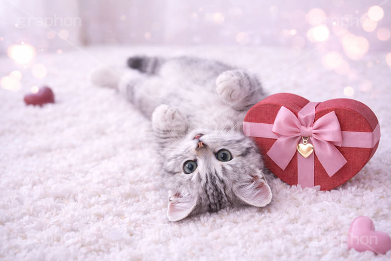 プレゼント,ハート,リボン,贈り物,愛,恋,バレンタインデー,バレンタイン,ごろごろ,ゴロゴロ,寝転び,アメリカンショートヘアの子猫,ねこ,ネコ,猫,子猫,キャット,アメリカンショートヘア,アメショ,かわいい,カワイイ,可愛い,キュート,ペット,動物,cute,pet,cat,valentine,present,heart,AI生成素材