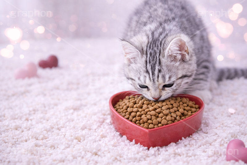 エサの時間,ハート,バレンタイン,バレンタインデー,アメリカンショートヘアの子猫,エサ,キャットフード,モグモグ,もぐもぐ,ねこ,ネコ,猫,子猫,キャット,アメリカンショートヘア,アメショ,かわいい,カワイイ,可愛い,キュート,ペット,動物,cute,pet,cat,valentine,AI生成素材
