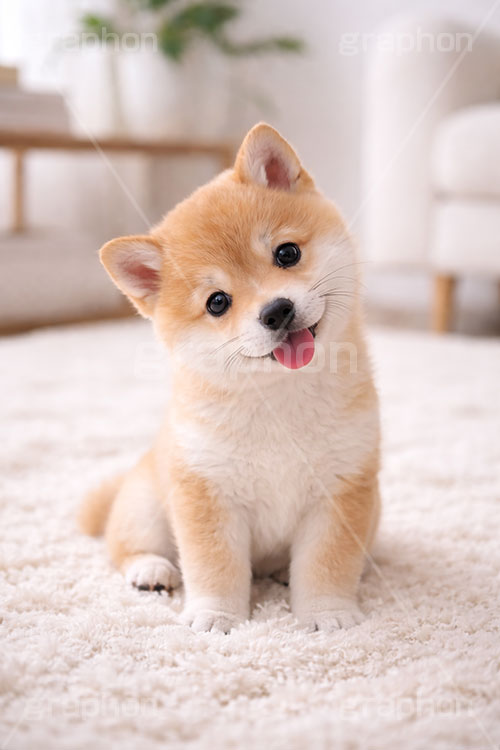 豆柴の子犬,いぬ,イヌ,犬,子犬,ドッグ,豆柴,甘え,かわいい,カワイイ,可愛い,キュート,ペット,動物,cute,pet,dog,AI生成素材