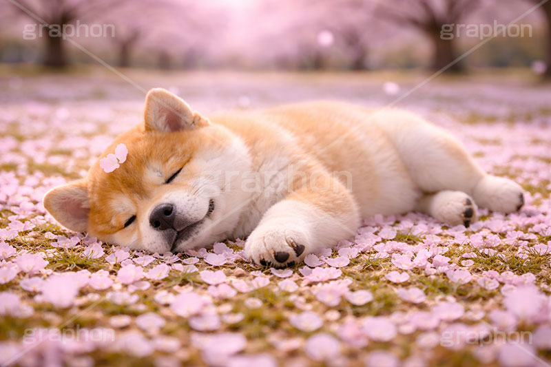 うたた寝,うたたね,スヤスヤ,昼寝,居眠り,桜のじゅうたん,桜,さくら,サクラ,春,花見,花弁,花びら,散る,桜の花びら,公園,散歩,豆柴の子犬,公園,いぬ,イヌ,犬,子犬,ドッグ,豆柴,かわいい,カワイイ,可愛い,キュート,ペット,動物,cute,pet,dog,spring,AI生成素材