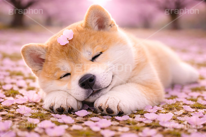 うたた寝,うたたね,スヤスヤ,昼寝,居眠り,桜のじゅうたん,桜,さくら,サクラ,春,花見,花弁,花びら,散る,桜の花びら,公園,散歩,豆柴の子犬,公園,いぬ,イヌ,犬,子犬,ドッグ,豆柴,かわいい,カワイイ,可愛い,キュート,ペット,動物,cute,pet,dog,spring,AI生成素材