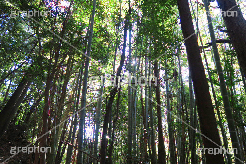 竹,竹林,たけ,たけばやし,ちくりん,竹藪,たけやぶ,自然,木々,林,帰化植物,植物