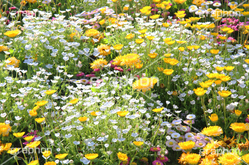 春のお花畑,花畑,花,お花,フラワー,はな,flower,咲,春,花弁,綺麗,きれい,キレイ,ガーデニング,庭,ガーデン