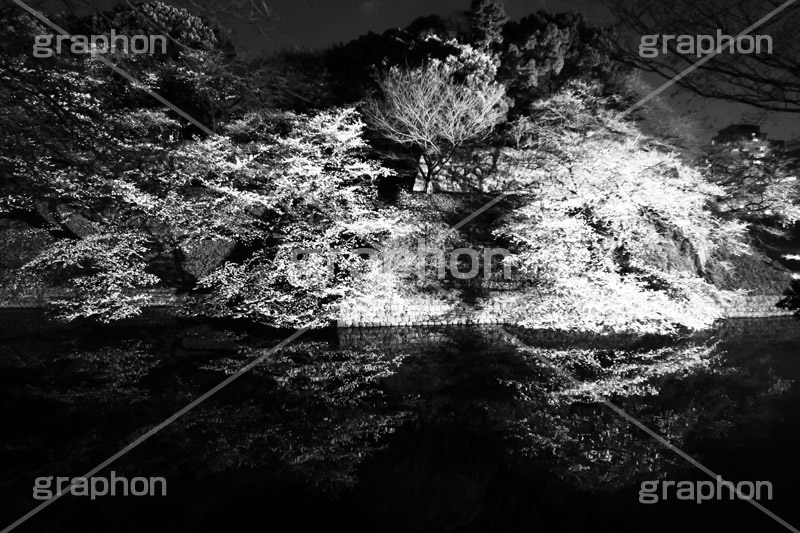 お堀×夜桜,モノクロ,白黒,しろくろ,モノクローム,単色画,単彩画,単色,blossom,japan