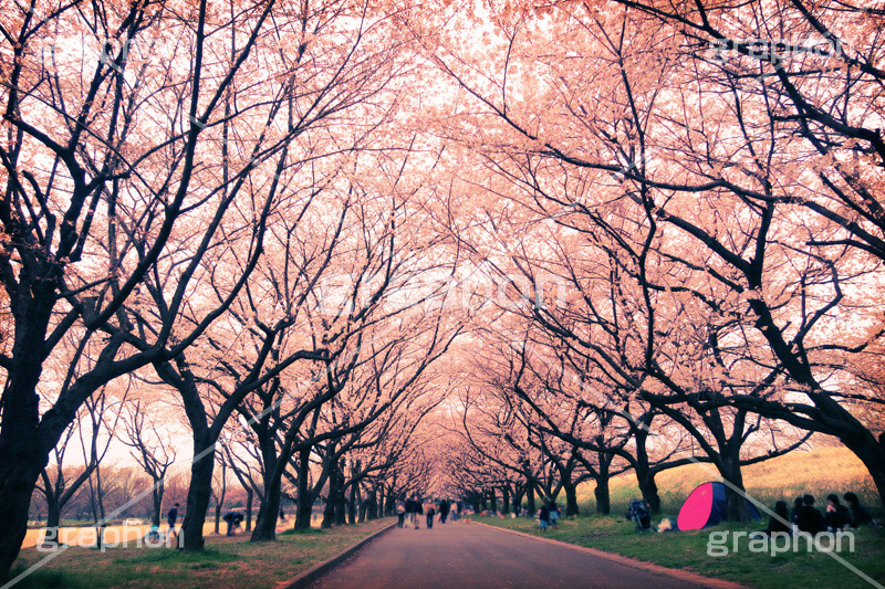 桜満開の公園,トイカメラ撮影,トイカメラ,ヴィンテージ,ビンテージ,レトロ,お洒落,おしゃれ,オシャレ,味わい,トンネル効果,blossom,japan
