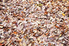 落ち葉,落葉,枯れ葉,枯葉,葉っぱ,葉,はっぱ,枯れる,自然,植物,秋,テクスチャー,テクスチャ,texture