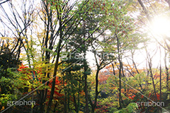 秋の夕日,夕焼け,夕日,秋空,逆光紅葉,逆光,紅葉,自然,植物,木々,草木,森林,秋,japan,autumn