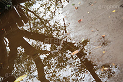 雨上がりのぬかるんだ地面,雨上がり,雨,地面,ぬかるみ,泥濘,どろ,泥,ドロ,濡れ,濁,落ち葉,自然,土,反射,水たまり,枯葉,水溜り,梅雨,リフレクション,reflection,rain