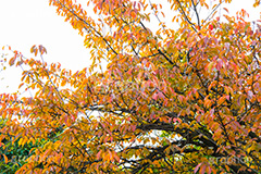 色づく木々,黄色,オレンジ,色づく,紅葉,自然,植物,木々,秋,季語,草木,japan,autumn