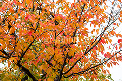 色づく木々,黄色,オレンジ,色づく,紅葉,自然,植物,木々,秋,季語,草木,japan,autumn