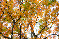 色づく木々,黄色,赤,もみじ,モミジ,色づく,紅葉,自然,植物,木々,秋,季語,草木,japan,autumn