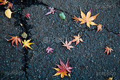 落ち葉,落葉,枯れ葉,枯葉,葉っぱ,葉,はっぱ,枯れる,自然,植物,秋,紅葉,モミジ,もみじ,かえで,楓