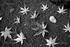 秋(モノクロ),モノクロ,白黒,しろくろ,モノクローム,単色画,単彩画,単色,落ち葉