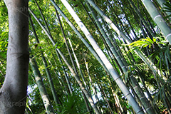 竹,竹林,たけ,たけばやし,ちくりん,竹藪,たけやぶ,自然,木々,林,帰化植物,植物,草木