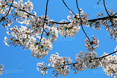 青空と桜,桜,ソメイヨシノ,そめいよしの,さくら,サクラ,花見,お花見,花,お花,フラワー,はな,flower,綺麗,きれい,キレイ,満開,咲,春,blossom,japan