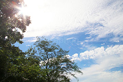 木々と青空,木々,木,自然,空,青空,雲,木漏れ日,ナチュラル,空/雲,空/天気,サスティナブル,サステナビリティ,サスティナビリティ,sustainable,sustainability,natural,sky