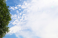 木々と青空,木々,木,自然,空,青空,雲,ナチュラル,空/雲,空/天気,natural,sky