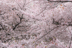 ソメイヨシノ,そめいよしの,さくら,桜,サクラ,桜まつり,花見,お花見,花,お花,フラワー,はな,flower,花より団子,綺麗,きれい,キレイ,満開,咲,春,blossom,japan