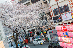 渋谷のさくら通り,さくら通り,通り,ソメイヨシノ,japan,サクラ,さくら,桜,渋谷,渋谷区,さくらまつり,祭り,まつり,坂,坂道,blossom,shibuya