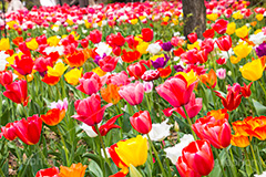 チューリップ,ちゅーりっぷ,チューリップ畑,花,お花,フラワー,はな,flower,花畑,キレイ,きれい,綺麗,満開,咲,咲いた,さいた,春,tulip,spring