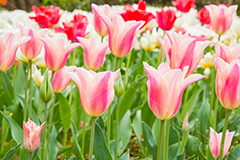 チューリップ,ちゅーりっぷ,チューリップ畑,花,お花,フラワー,はな,flower,花畑,キレイ,きれい,綺麗,満開,咲,咲いた,さいた,春,パステル,tulip,spring,pastel